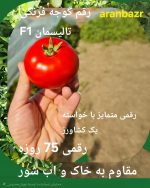 بذر گوجه فرنگی تالیسمان 