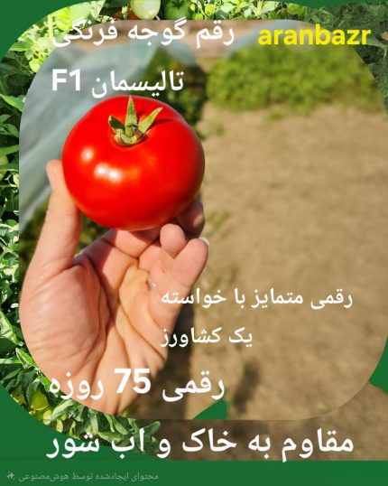بذر گوجه فرنگی تالیسمان 