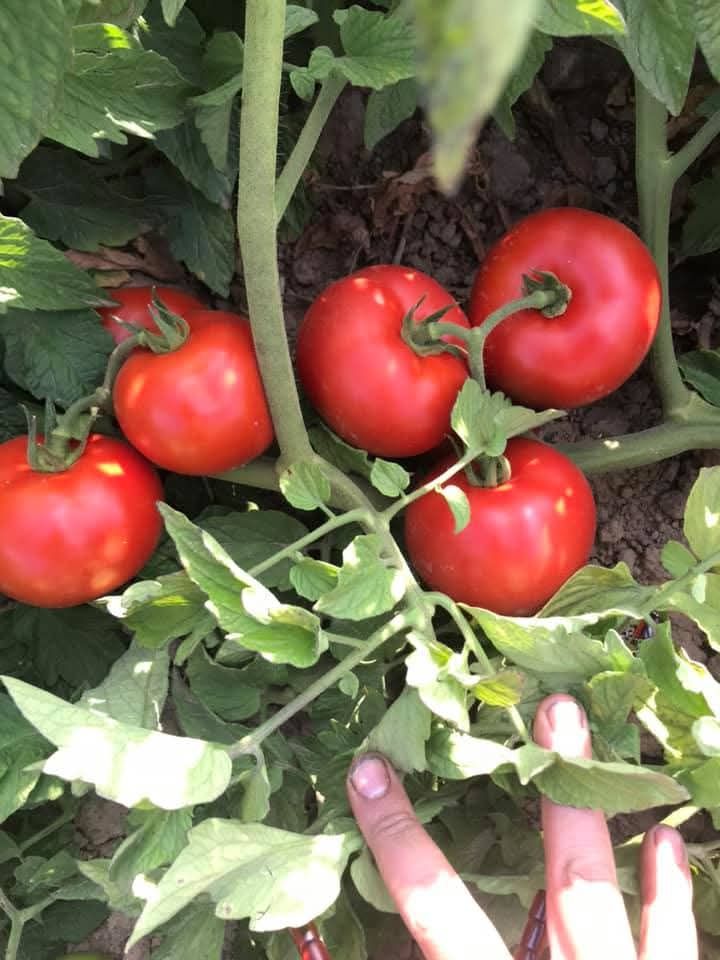 بذر گوجه فرنگی نپال