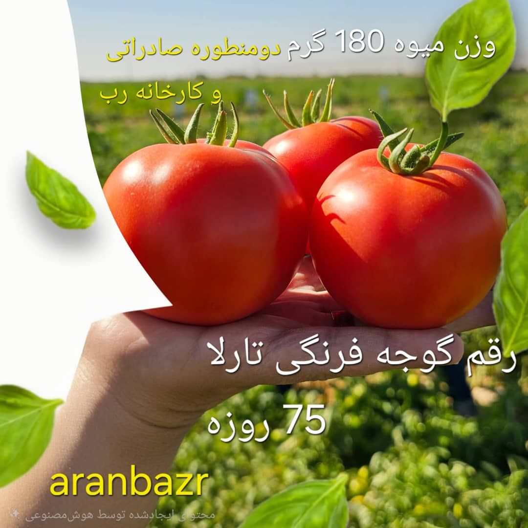 گوجه فرنگی تارلا بذر گوجه فرنگی تارلا
