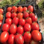 بذر گوجه فرنگی الا