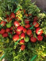 بذر گوجه فرنگی ماروان