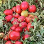بذر گوجه فرنگی ماروان