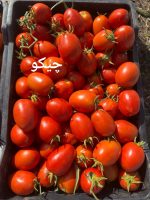 گوجه فرنگی چیکو
