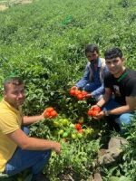 بذر گوجه فرنگی نپال