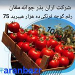بذر گوجه فرنگی ده هزار