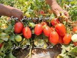 گوجه فرنگی چیکو