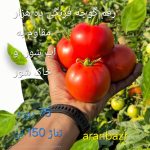 بذر گوجه فرنگی ده هزار