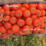 بذر گوجه فرنگی یارس