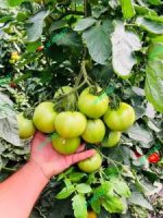 بذر گوجه فرنگی بارسا