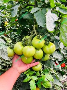 بذر گوجه فرنگی بارسا