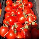 بذر گوجه فرنگی کاترین