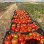 بذر گوجه فرنگی 6434