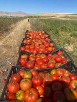 بذر گوجه فرنگی 6434