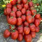 بذر گوجه فرنگی پارسان