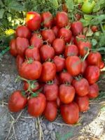 بذر گوجه فرنگی پارسان