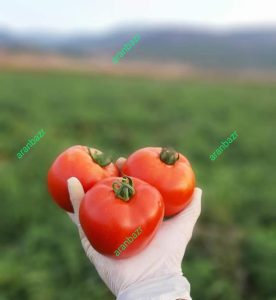 بذر گوجه فرنگی روکینا