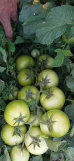بذر گوجه فرنگی روکینا