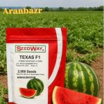 بذر هندوانه تگزاس
