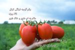 بذر گوجه فرنگی کرال