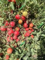 بذر گوجه فرنگی شیوا