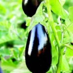 بذر بادمجان رقم آنامیس ANAMIS F1 - ملینا بذر