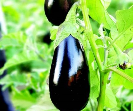 بذر بادمجان رقم آنامیس ANAMIS F1 - ملینا بذر