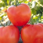 بذر گوجه فرنگی هانیل هیبرید - ملینا بذر