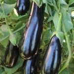 بذر بادمجان رقم افسون هیبرید - ملینا بذر